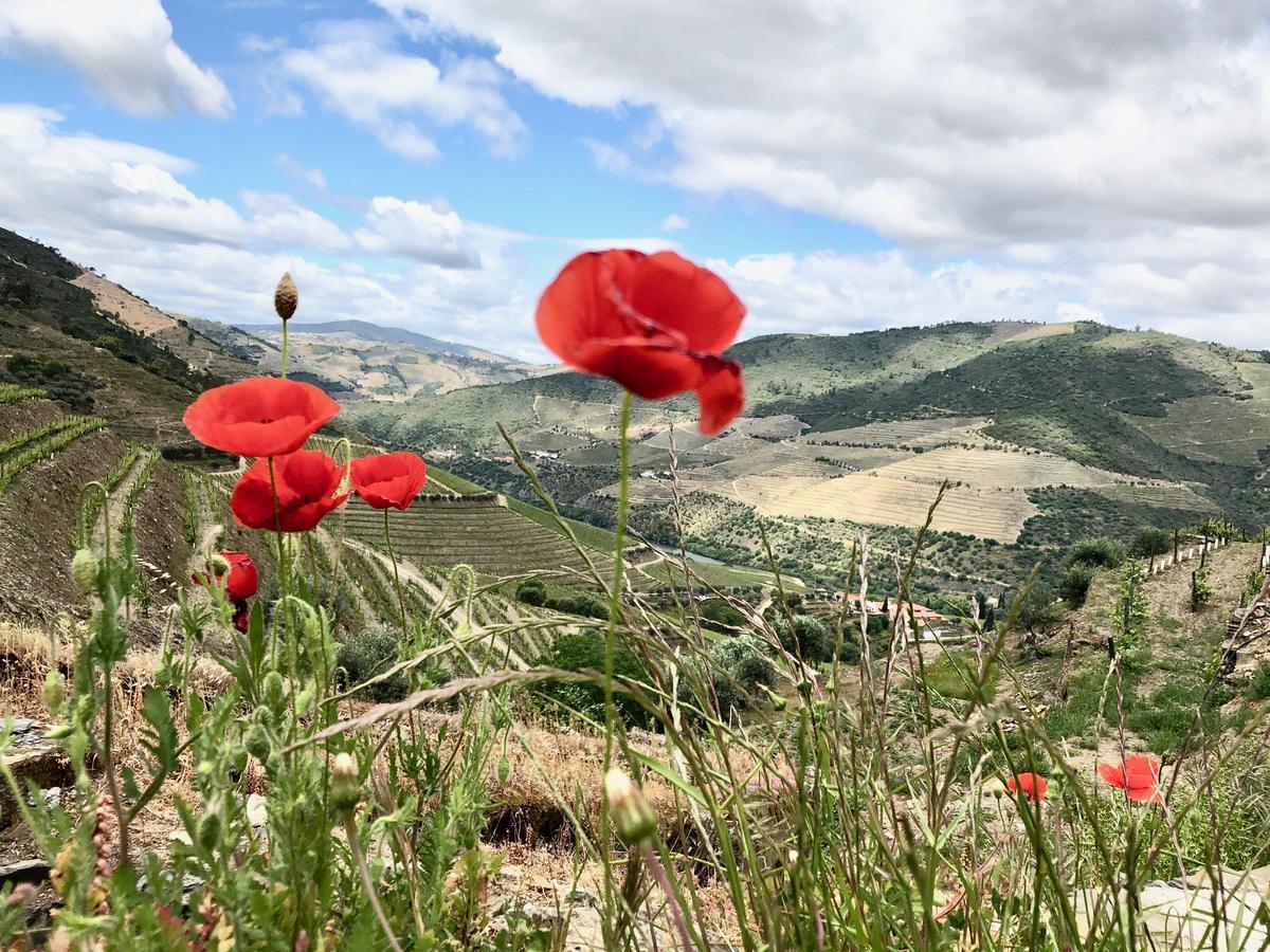 Hotel Quinta Da Gricha Ervedosa do Douro Zewnętrze zdjęcie